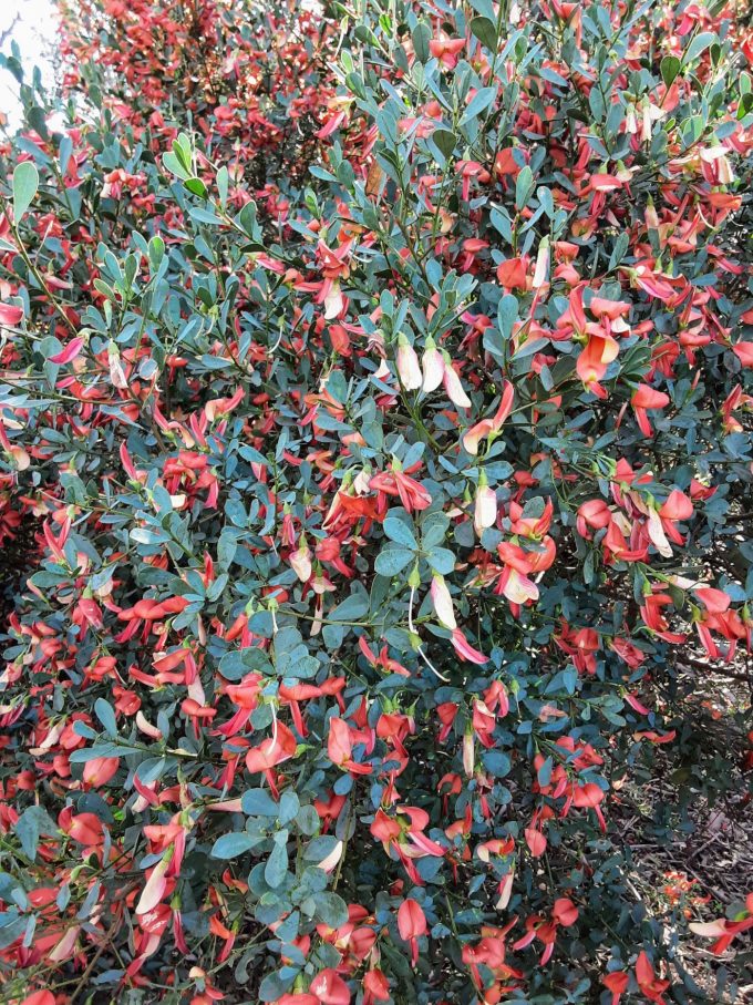 Templetonia retusa Australian native plant