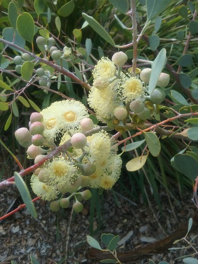 Eucalyptus minniritchie Australian native plant