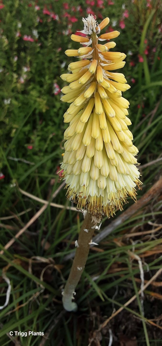 Kniphofia citrina