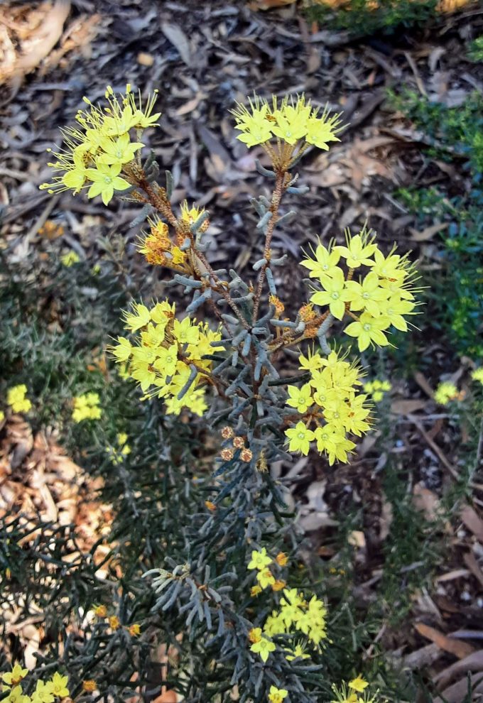 Phebalium stenophyllum Australian native plant
