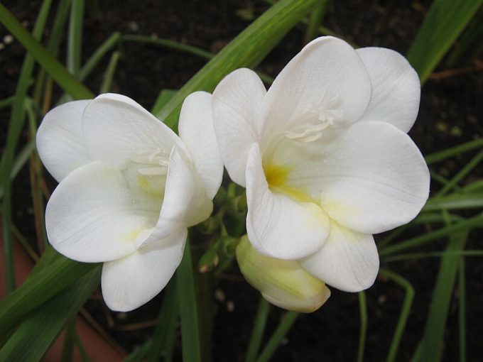 Freesia refracta