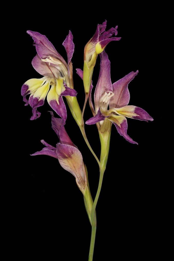 Gladiolus venustus