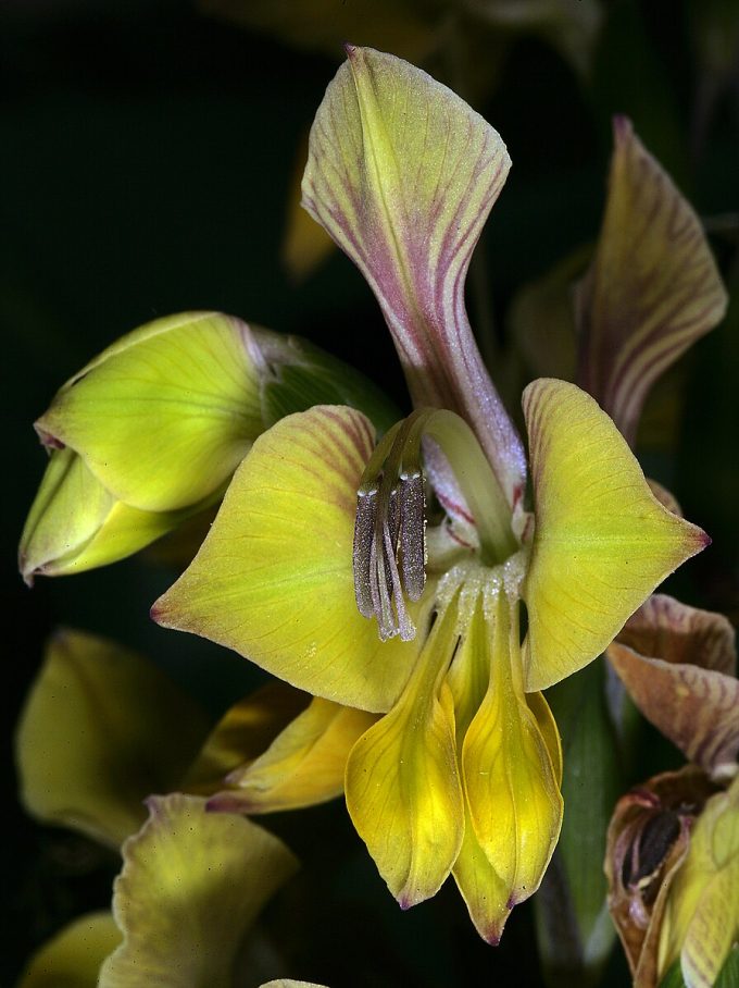 Gladiolus viresecens