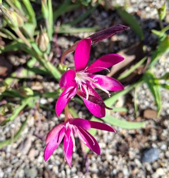 Hesperantha oligantha