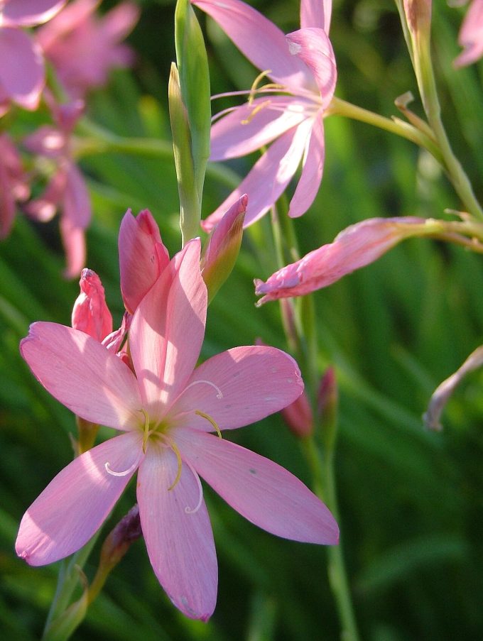 Hesperantha coccinea Pink Form