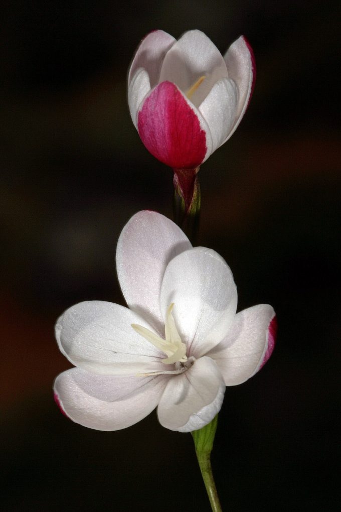 Hesperantha cucculata