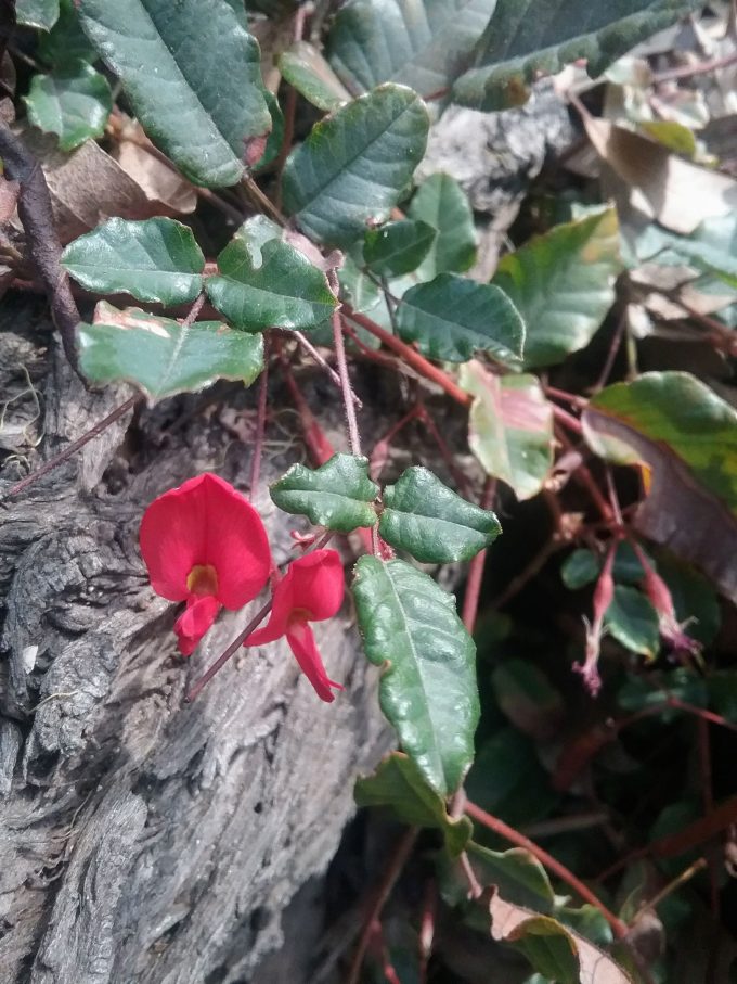 Kennedia eximia Australian native plant