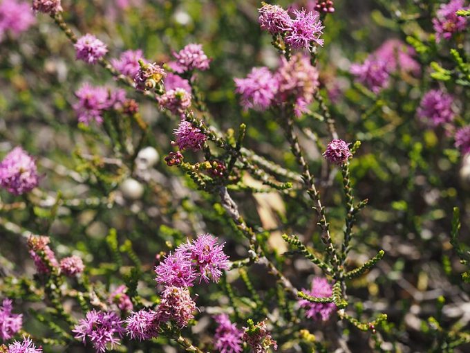 Regelia cymbifolia Australian native plant