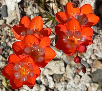 Tritonis crocata Prince of Orange