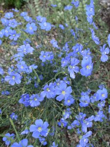 Linum perenne perennial plant