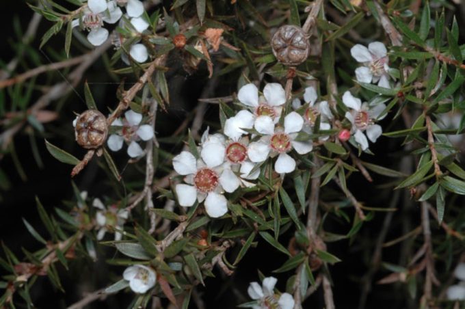 Leptospermum rupicola Australian native plant