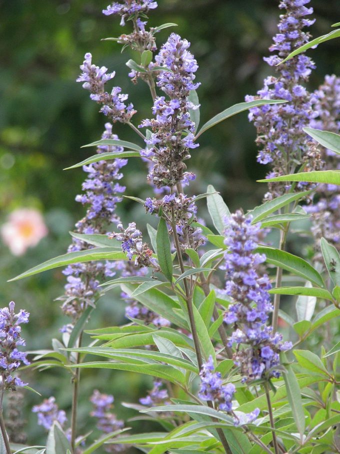 Vitex agnus-castus perennial plant