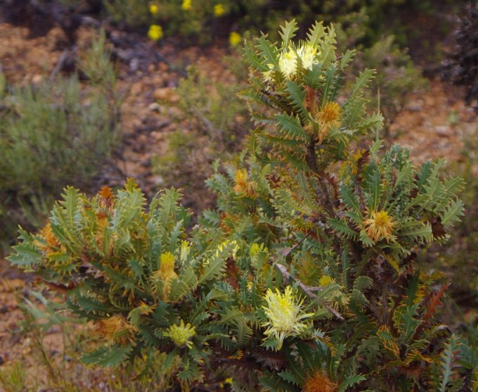 Dryandra armata (syn Banksia armata) in 50mm Forestry Tube