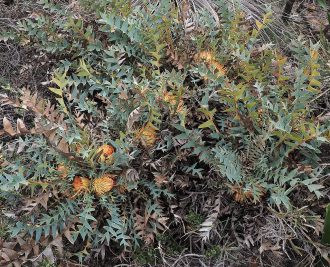 Dryandra catoglypta (syn Banksia catoglypta) in 50mm Forestry Tube