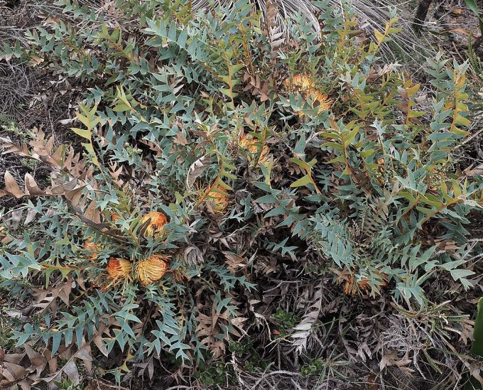 Dryandra catoglypta Australian native plant