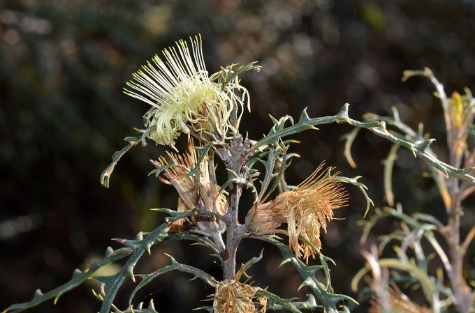 Dryandra hewardiana Australian native plant