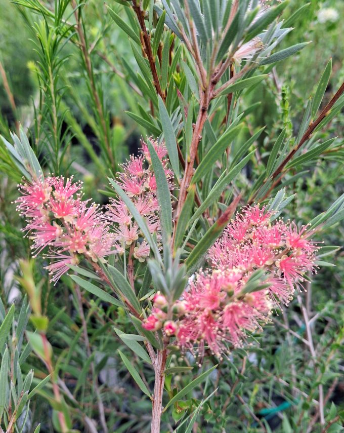Callistemon sieberi Sugar Candy Australian native plant