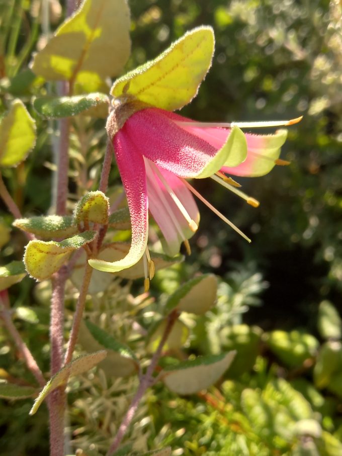 Correa Flared Bell Australian native plant