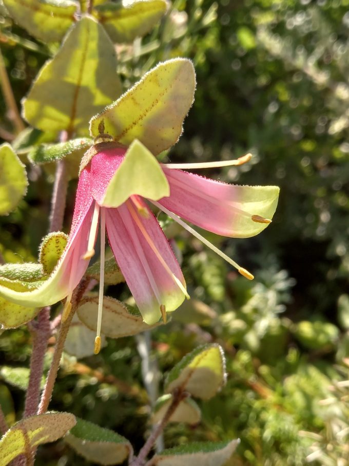 Correa Flared Bell Australian native plant