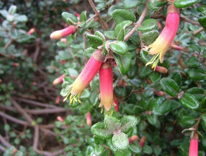 Correa backhouseana var orbicularis Australian native plant