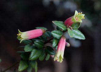 Correa reflexa Lerderderg Gorge form