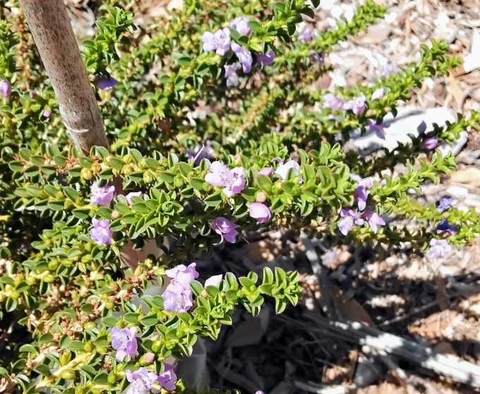 Eremophila crassifolia Australian native plant