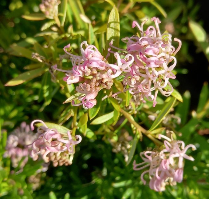 Grevillea Pink Gem Australian Native Plant