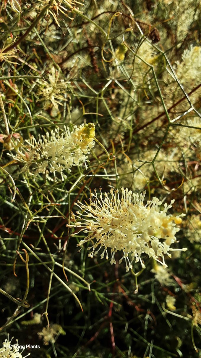 Grevillea elongata Australian native plant