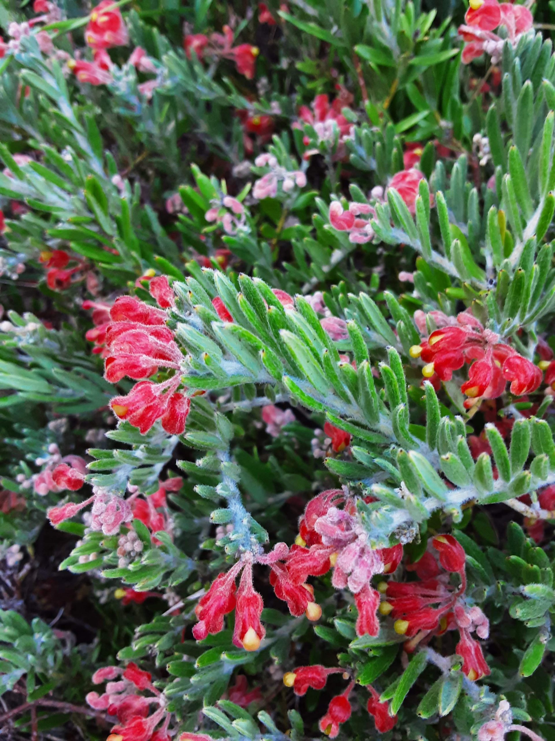 Grevillea sulcata Australian native plant