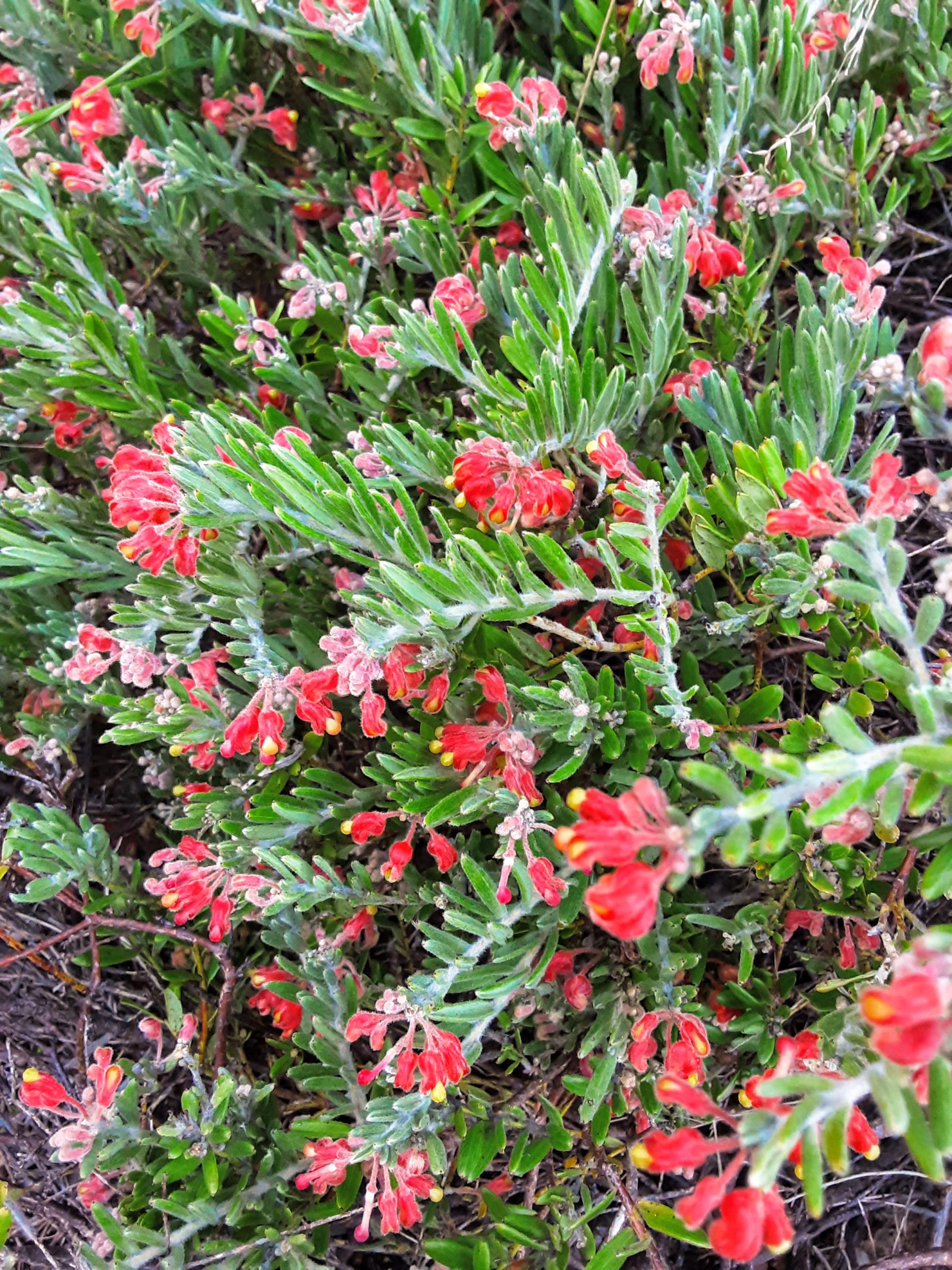 Grevillea sulcata in 50mm Forestry Tube - Image 2