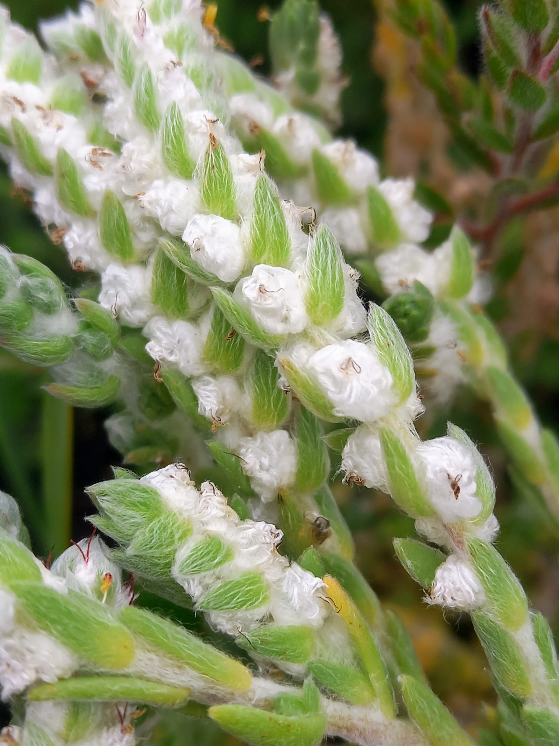 Maireana carnosa in 50mm Forestry Tube – Trigg Plants