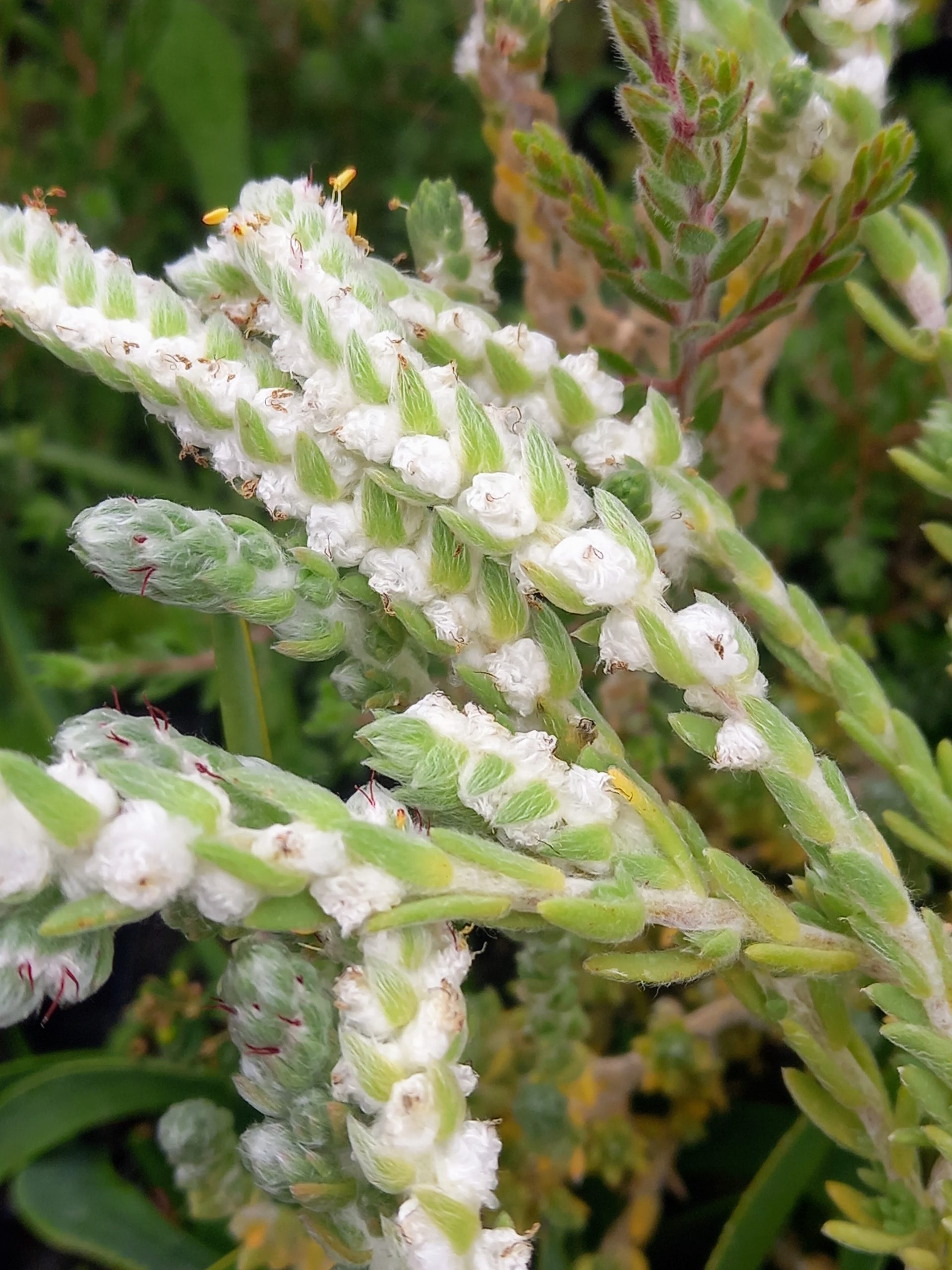 Maireana carnosa in 50mm Forestry Tube – Trigg Plants