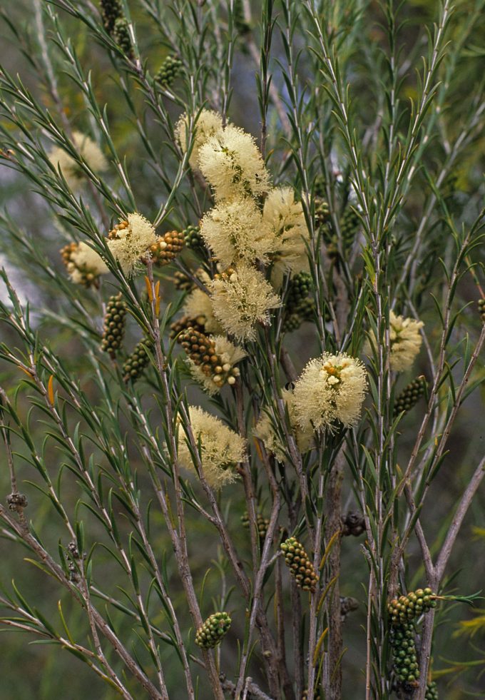 Melaleuca eleuterostachya in 68mm Super Tube - Image 2