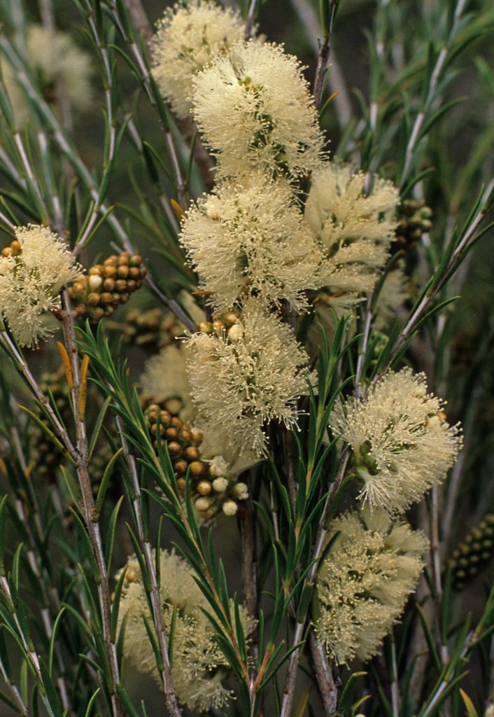 Melaleuca eleuterostachya Australian native plant