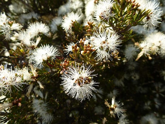 Melaleuca teuthidoides Australian native plant