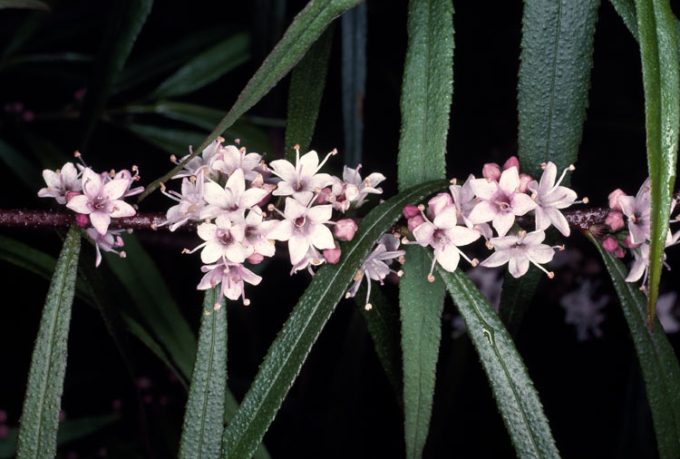 Myoporum bateae Australian native plant