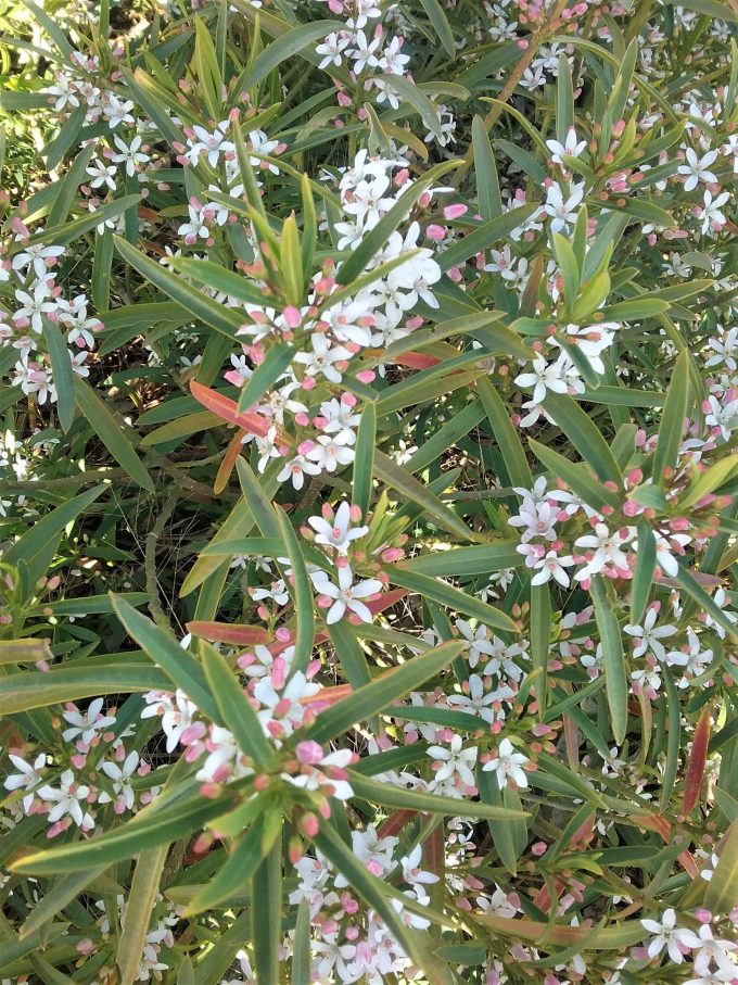 Philotheca myoporoides Australian native plant