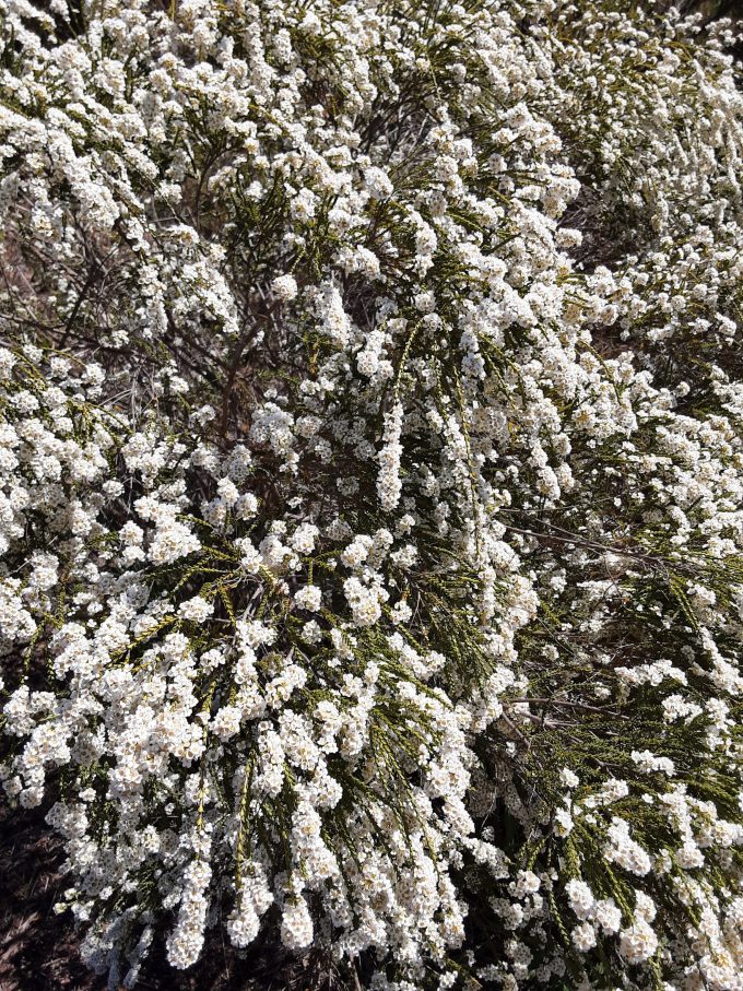 Scholtzia laxiflora white in 50mm Forestry Tube - Image 3