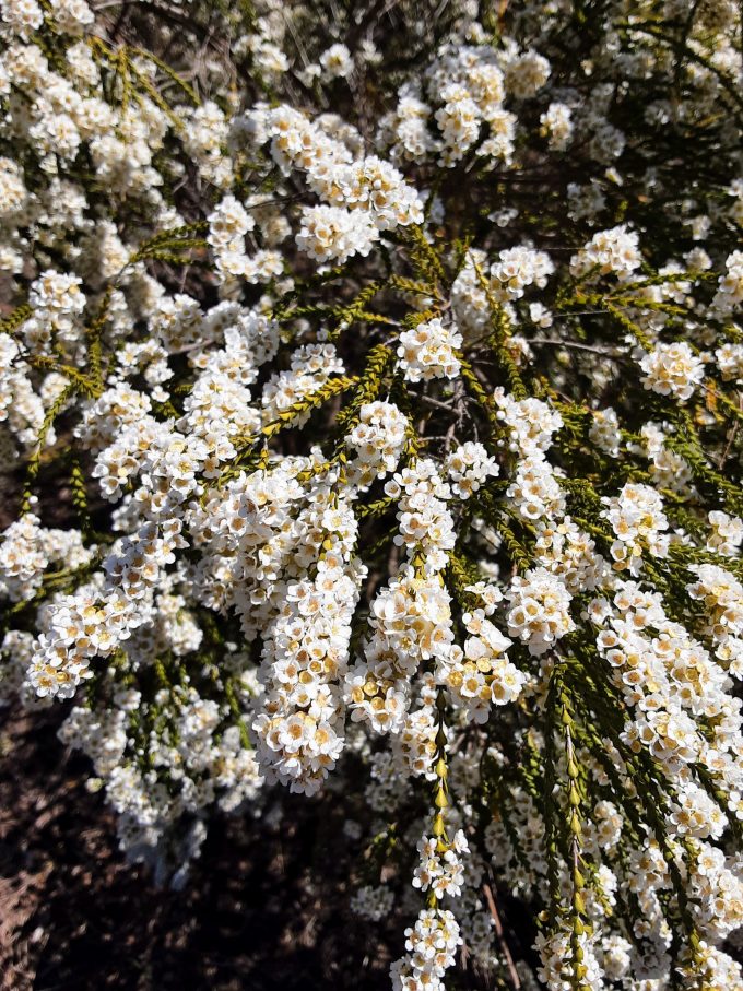 Scholtzia laxiflora white in 50mm Forestry Tube - Image 2