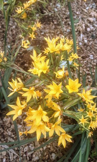 Sisyrinchium palmifolium in 68mm Super Tube