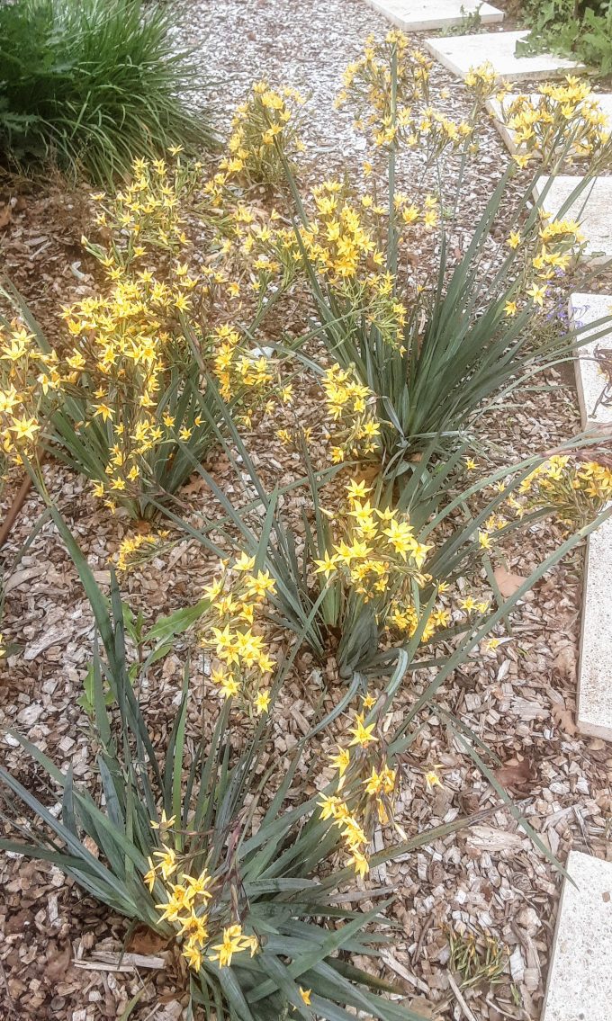 Sisyrinchium palmifolium perennial plant