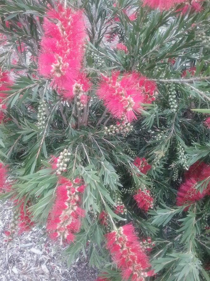 Callistemon Hannahs Child Australian native plant