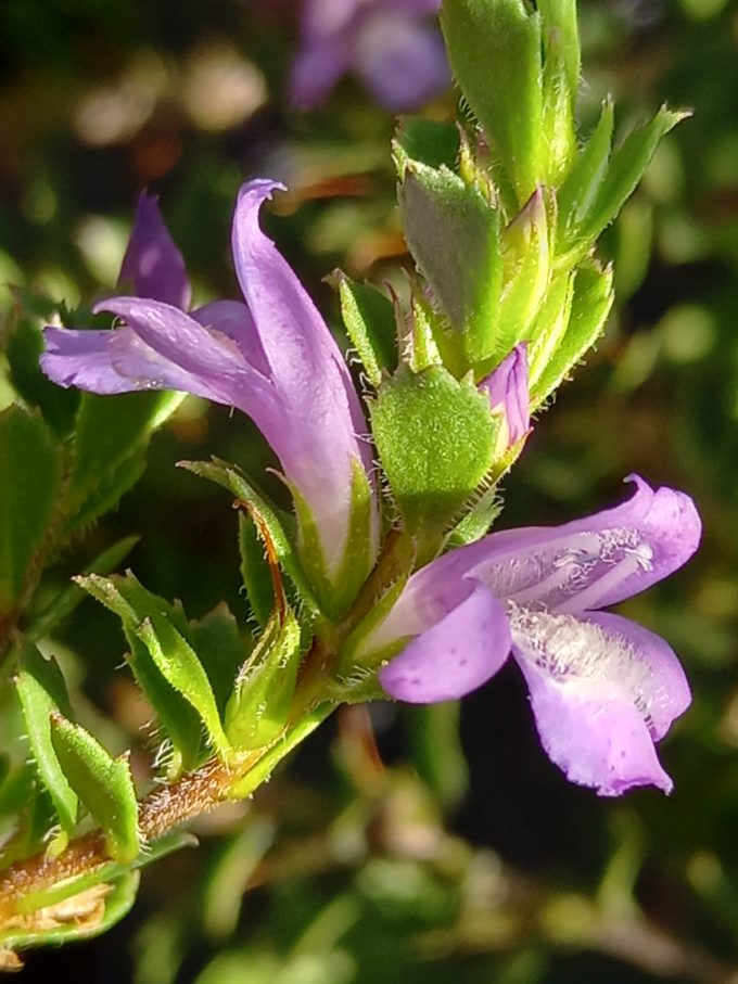 Eremophila behrianna prostrate Australian native plant