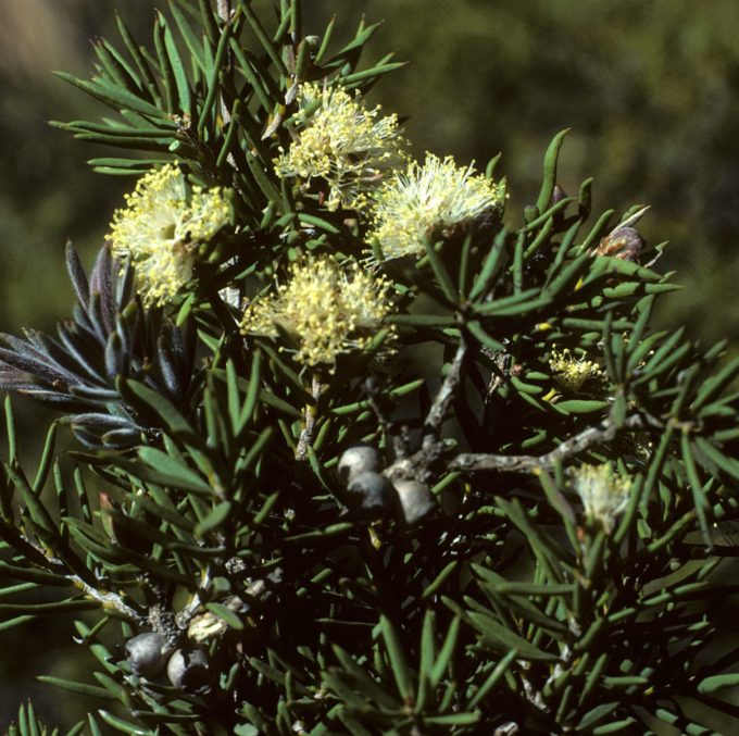 Melaleuca bromeloides Australian native plant