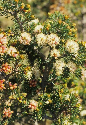 Melaleuca bromeloides in 50mm Forestry Tube
