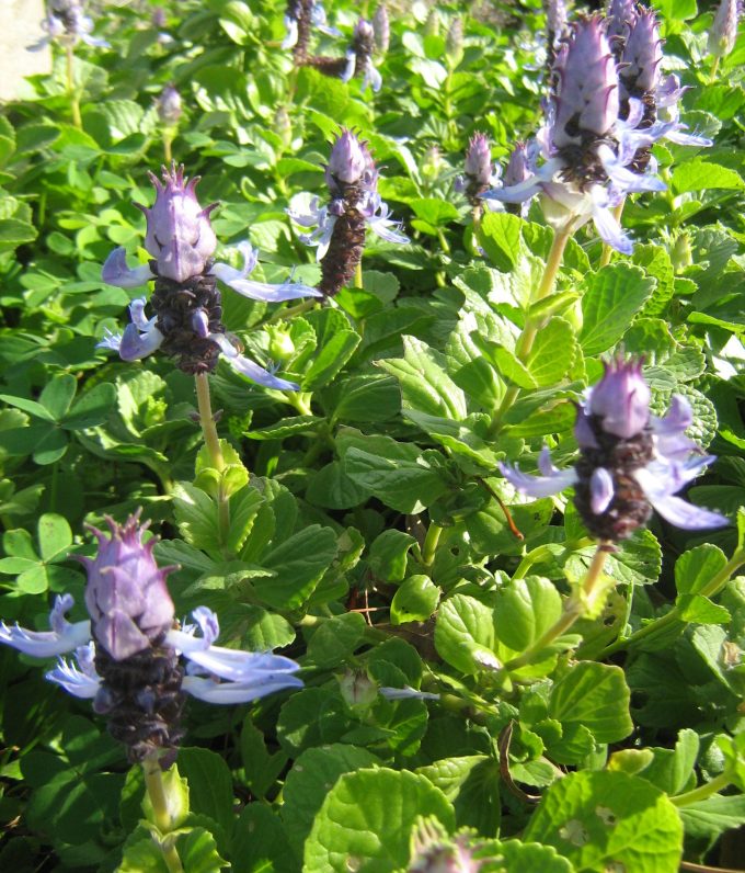 Plectranthus caninus perennial plant