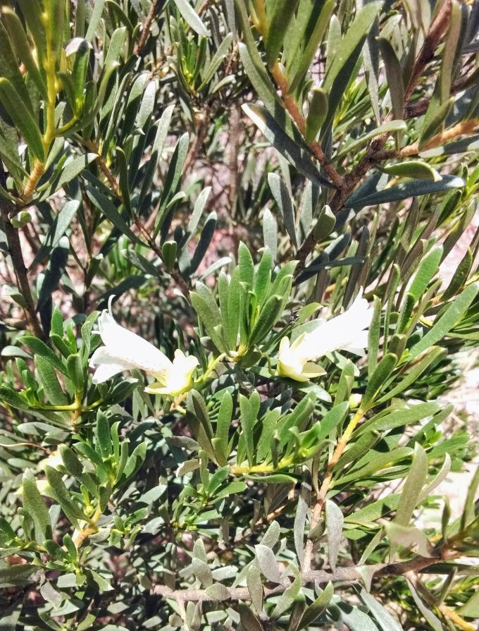 Eremophila alternifolia var latifolia Australian native plant