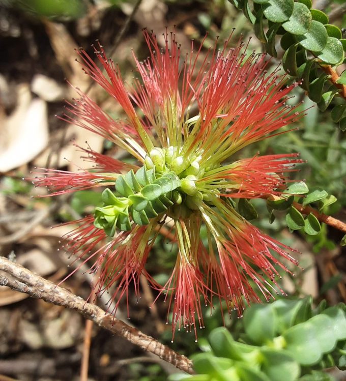 Beaufortia orbifolia Australian native plant