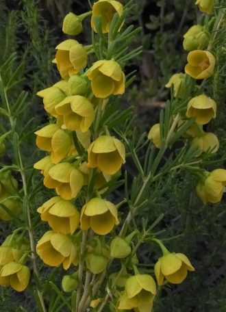 Boronia megastigma lutea Australian native plant