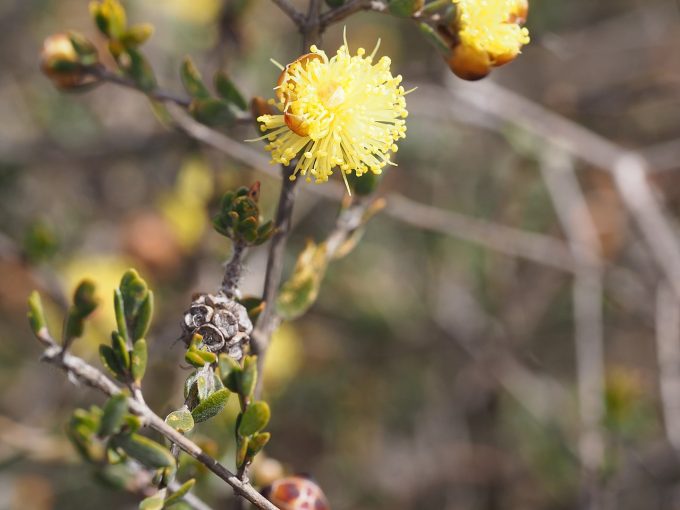 Conothamnus aureus Australian native plant